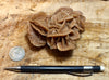 gypsum - sand selenite rose from a dry lake near Oujda, Morocco - hand/display specimen