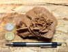 gypsum - sand selenite rose from a dry lake near Oujda, Morocco - hand/display specimen