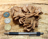 gypsum - sand selenite rose from a dry lake near Oujda, Morocco - hand/display specimen