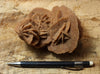 gypsum - sand selenite rose from a dry lake near Oujda, Morocco - large hand/display specimen