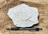 sandstone - fine grained - teaching hand specimen of an unusual arkose