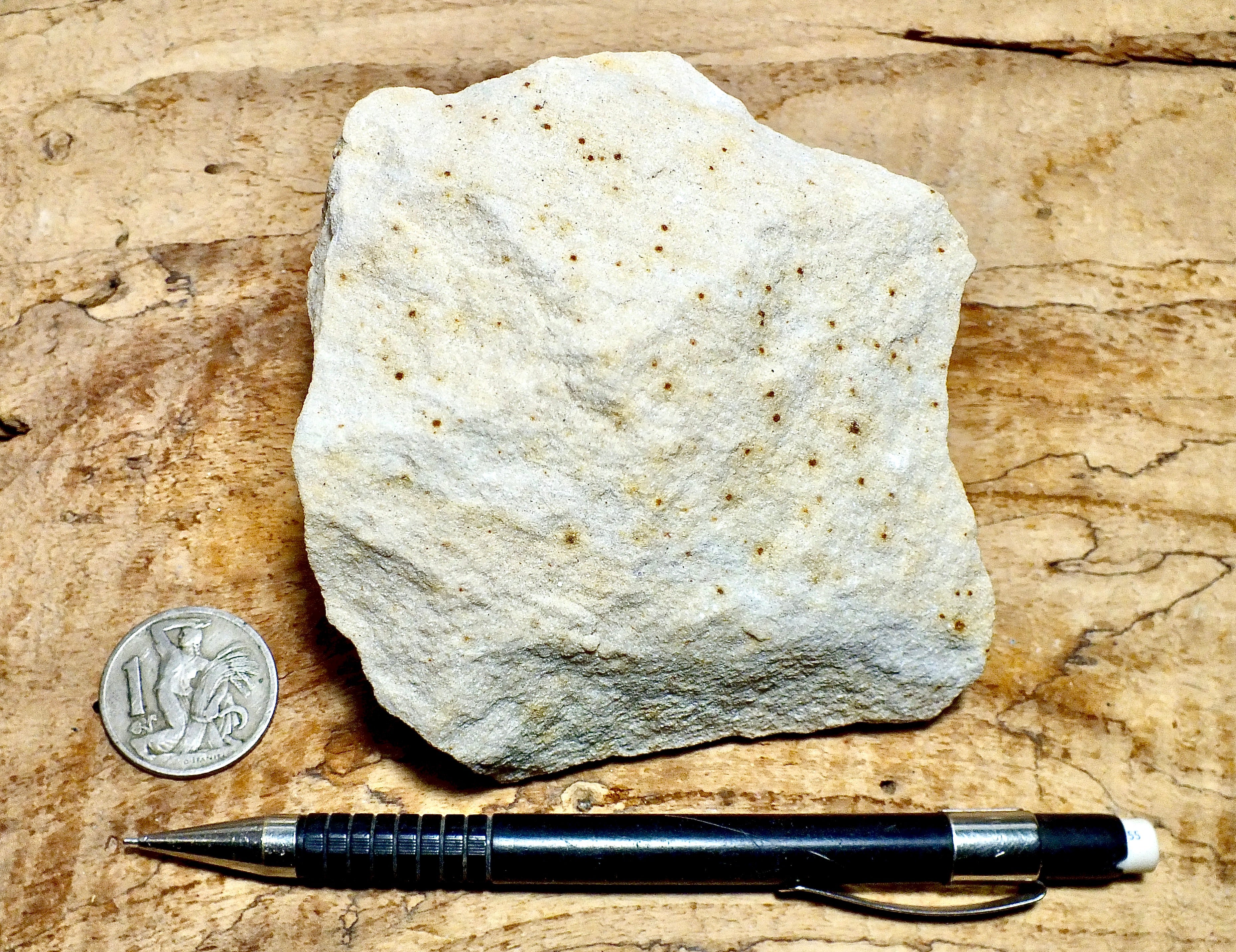 sandstone - fine grained - teaching hand/display specimen of an unusua ...