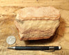 sandstone - fine-grained striped aeolian Navajo Sandstone - teaching hand/display specimen