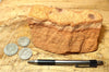 sandstone - fine-grained striped aeolian Navajo Sandstone - teaching hand/display specimen