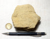 sandstone - yellow brown medium-grained moderately lithified Miocene sandstone - teaching hand/display specimen