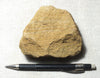 sandstone - orange brown medium-grained moderately lithified Miocene sandstone - hand/display specimen