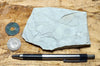 shale - hard tan shale from the Green River Formation, an Eocene lacustrine petroleum source rock - teaching hand specimen