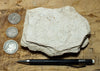 shale -  teaching hand specimen of soft light tan diatomaceous shale from the Upper Miocene Modelo Formation of California