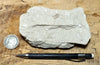 shale -  teaching hand specimen of soft light tan diatomaceous shale from the Upper Miocene Modelo Formation of California