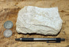 shale -  teaching hand specimen of soft light tan diatomaceous shale from the Upper Miocene Modelo Formation of California