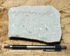 shale -  teaching hand specimen of soft light tan diatomaceous shale from the Upper Miocene Modelo Formation of California