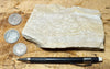 shale -  teaching hand specimen of tan diatomaceous shale from the Monterey Formation, Ventura County, California.