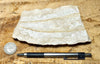 shale -  teaching hand specimen of tan diatomaceous shale from the Monterey Formation, Ventura County, California.