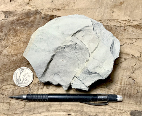 Siltstone Examples siltstone - tan siltstone from the Round Mountain Silt member of the T ...