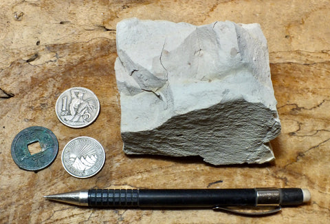 siltstone - tan siltstone from the Round Mountain Silt member of the Temblor Formation - teaching hand/display specimen