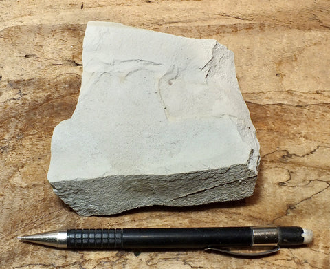 siltstone - tan siltstone from the Round Mountain Silt member of the Temblor Formation - teaching hand/display specimen
