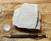 siltstone - tan siltstone from the Round Mountain Silt member of the Temblor Formation - teaching hand/display specimen