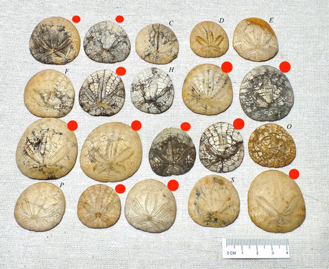 Dendraster gibbsii (Rémond, 1863) - late Miocene to Pliocene fossil sand dollar