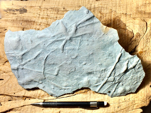 trace fossils - Cambrian vermiform (worm-like) trace fossils from the Davis Formation, Missouri - display specimen