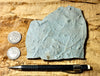 trace fossils - Cambrian vermiform (worm-like) trace fossils from the Davis Formation, Missouri - hand specimen