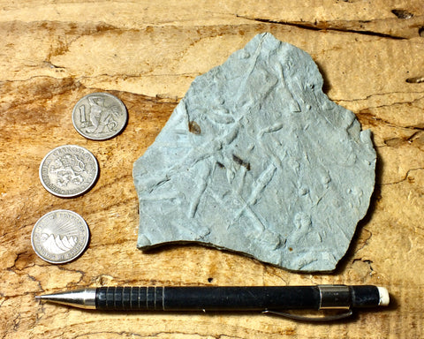 trace fossils - Cambrian vermiform (worm-like) trace fossils from the Davis Formation, Missouri - hand specimen