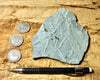 trace fossils - Cambrian vermiform (worm-like) trace fossils from the Davis Formation, Missouri - hand specimen