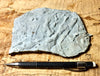 trace fossils - Cambrian vermiform (worm-like) trace fossils from the Davis Formation, Missouri - hand specimen