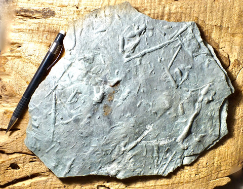 trace fossils - Cambrian vermiform (worm-like) trace fossils from the Davis Formation, Missouri - large display specimen