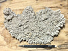 tufa - display specimen of thrombolite tufa from the paleoshoreline of ice age Lake Lahontan