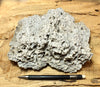 tufa - large hand/display specimen from the paleoshoreline of ice age Lake Lahontan