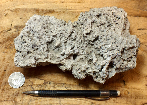 tufa - large hand/display specimen from the paleoshoreline of ice age Lake Lahontan