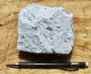 tuff - rhyolitic tuff with pumice clasts - a classic ignimbrite or pumice-dominated pyroclastic deposit - teaching hand/display specimen