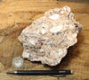 tuff breccia - display specimen of a spectacular tuff breccia with a variety of clast types embedded in the pinkish ash