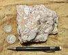 tuff breccia - hand specimen of a spectacular pink tuff breccia