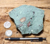 tuff - copper-stained green welded tuff - teaching hand/display specimen