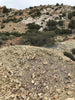 sandstone - white to cream fine-grained Springdale Sandstone Member of the Moenave Formation, a unique silver ore - teaching hand/display specimen