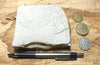 shale - siliceous McLure Shale member of the Miocene Monterey Formation - hand specimen