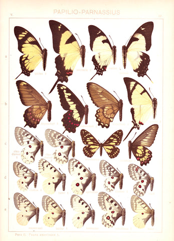 Antique chromolithograph butterfly plate from Macrolepidoptera of the World, Volume 5, Dr. Adelbert Seitz, Editor. Papilio - Parnassius - Plate 17