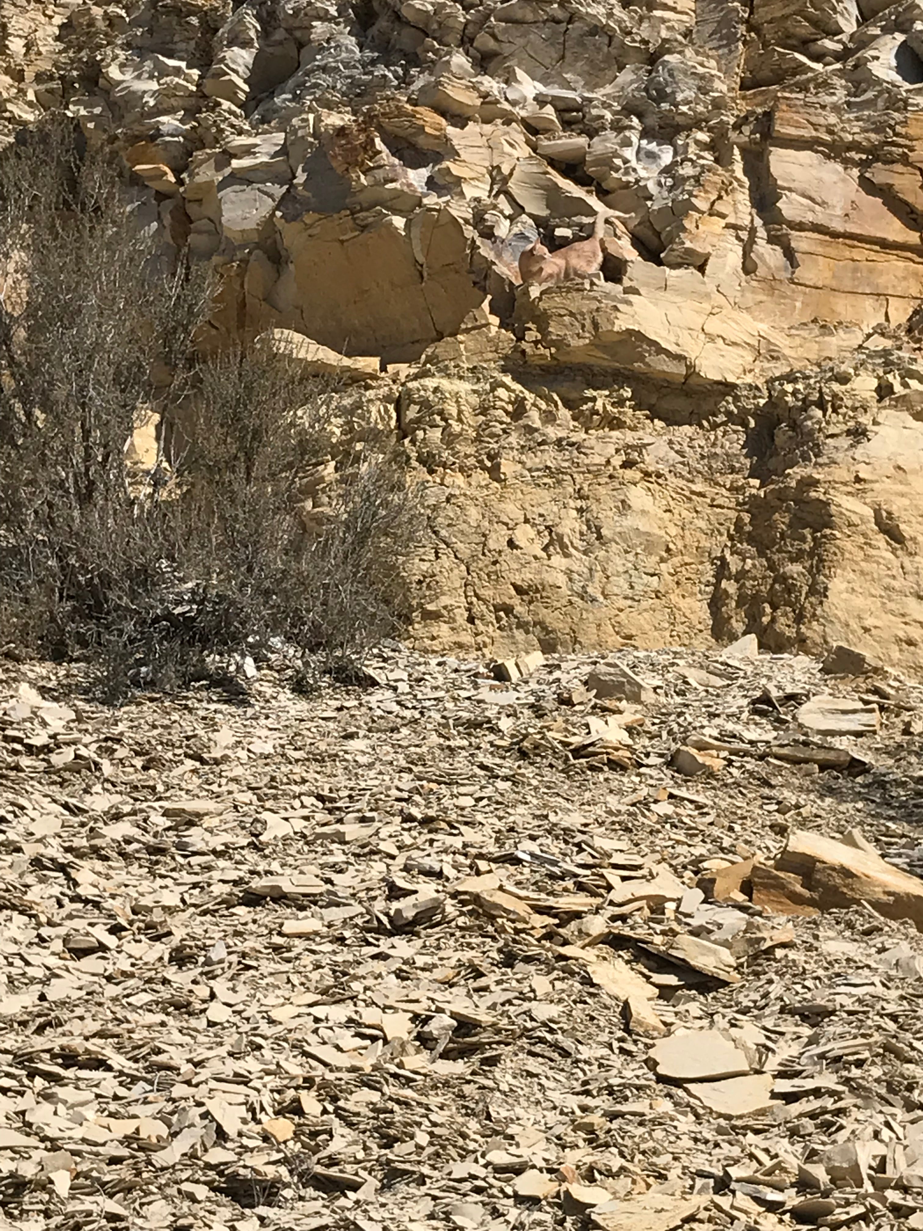 limestone - tan silty limestone from the Jurassic Carmel Fm. - hand/di ...