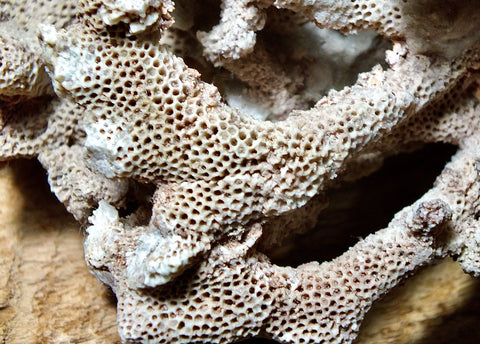 Fossil coral specimen