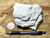 claystone - teaching hand specimen of diatomaceous claystone from the Sisquoc Formation, Santa Barbara County, Calif.