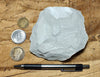 limestone - very light tan lacustrine limestone from the Eocene Green River Formation - teaching hand specimen