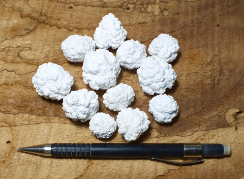 magnesite - nodular form of vitreous magnesite - unit of 12 smaller specimens