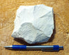 mudstone - teaching hand specimen of diatomaceous mudstone from the Sisquoc Formation, Santa Barbara County, Calif. 