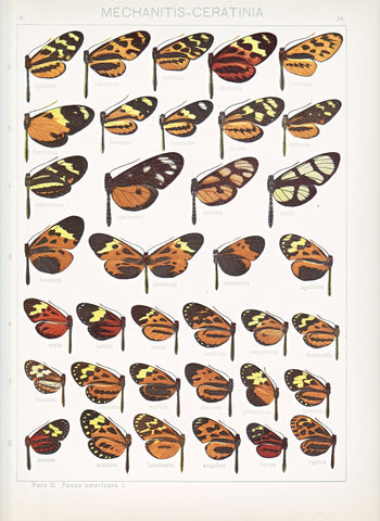 Antique chromolithograph butterfly plate from Macrolepidoptera of the World, Volume 5, Dr. Adelbert Seitz, Editor. Mechanitis - Ceratinia  - Plate 34