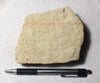 sandstone - fine grained buff Dakota Sandstone from the Dakota aquifer - Lower Cretaceous near Vernal, Utah - teaching hand specimen