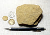 sandstone - yellow brown medium-grained Miocene sandstone from the Ridge Basin of California - teaching hand specimen