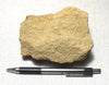 sandstone - yellow brown medium-grained moderately lithified Miocene sandstone - teaching hand/display specimen