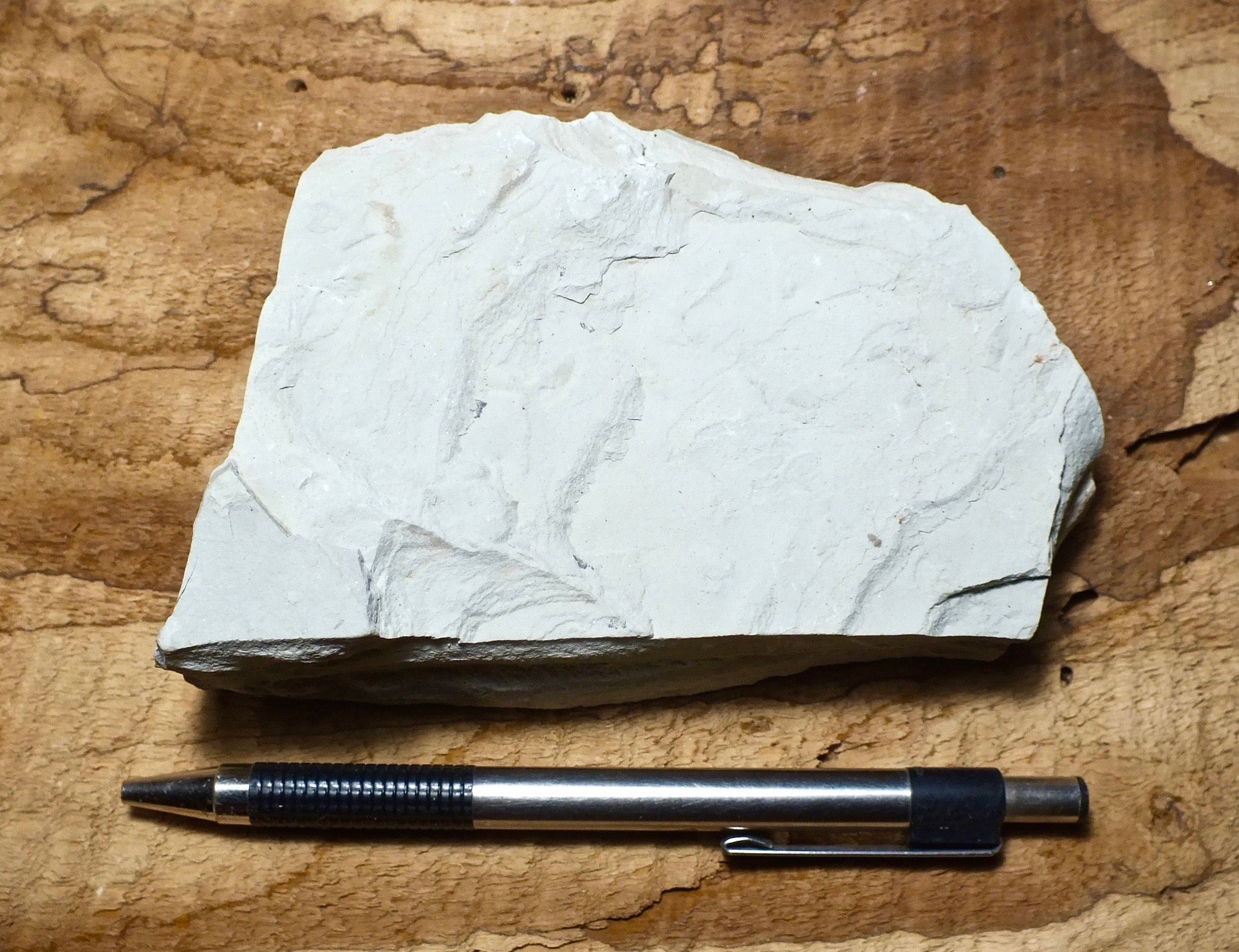 shale - hard tan shale from the Green River Formation, an Eocene lacus ...