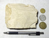 shale -  teaching hand specimen of tan diatomaceous shale from the Monterey Formation, Ventura County, California. 